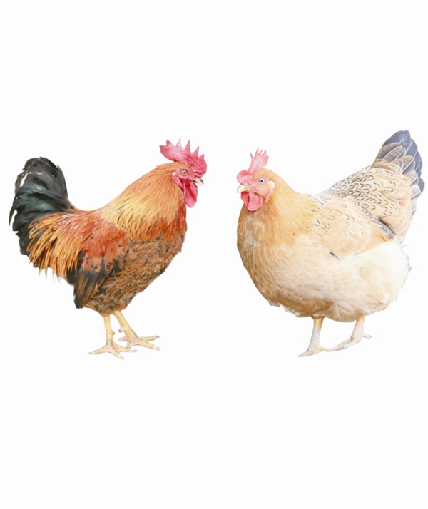 富鳳農牧